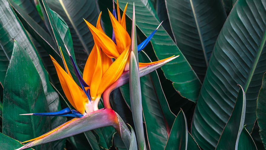 Bird of Paradise flower in the garden of Villa Santa Lucia in Lipari